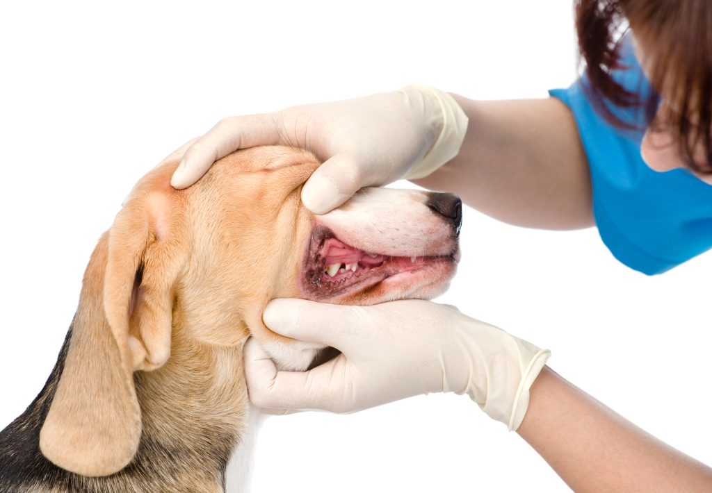 Canine dental health is important for your dog's overall health
