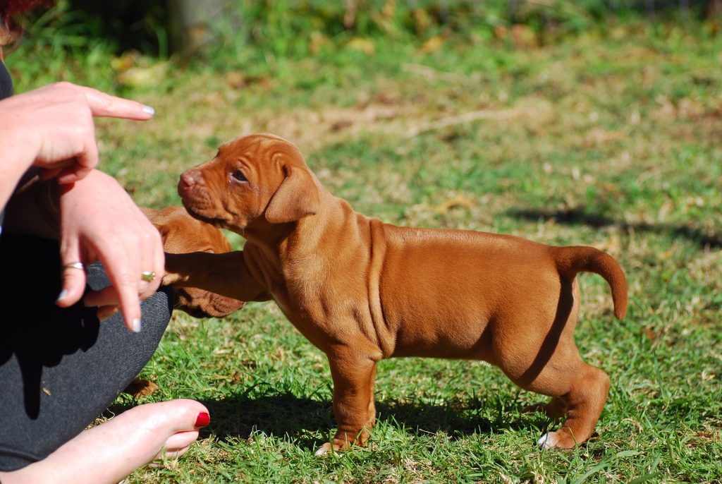 dog training is good for your dog's health