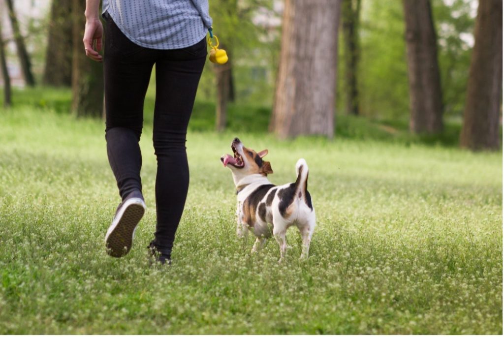 Springtime Activités for pets