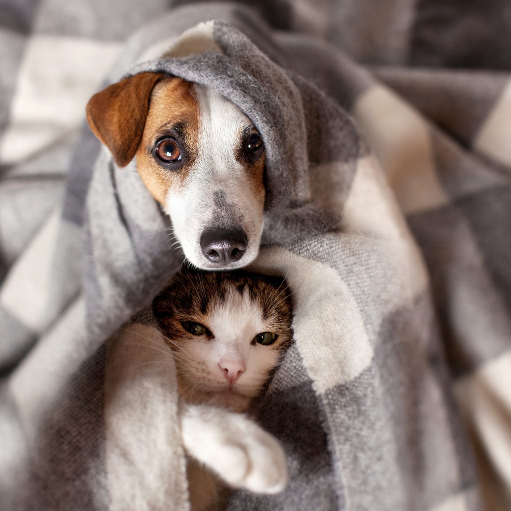 Pet Winter Health Hazards