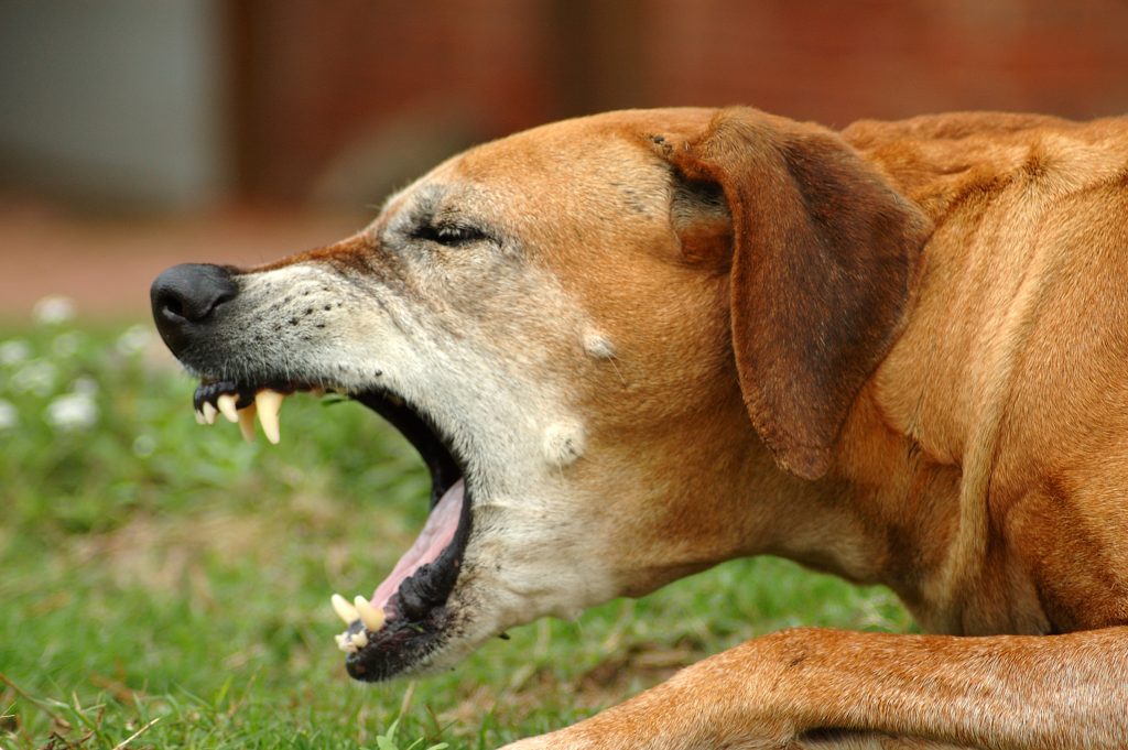 kennel cough in southwest virginia