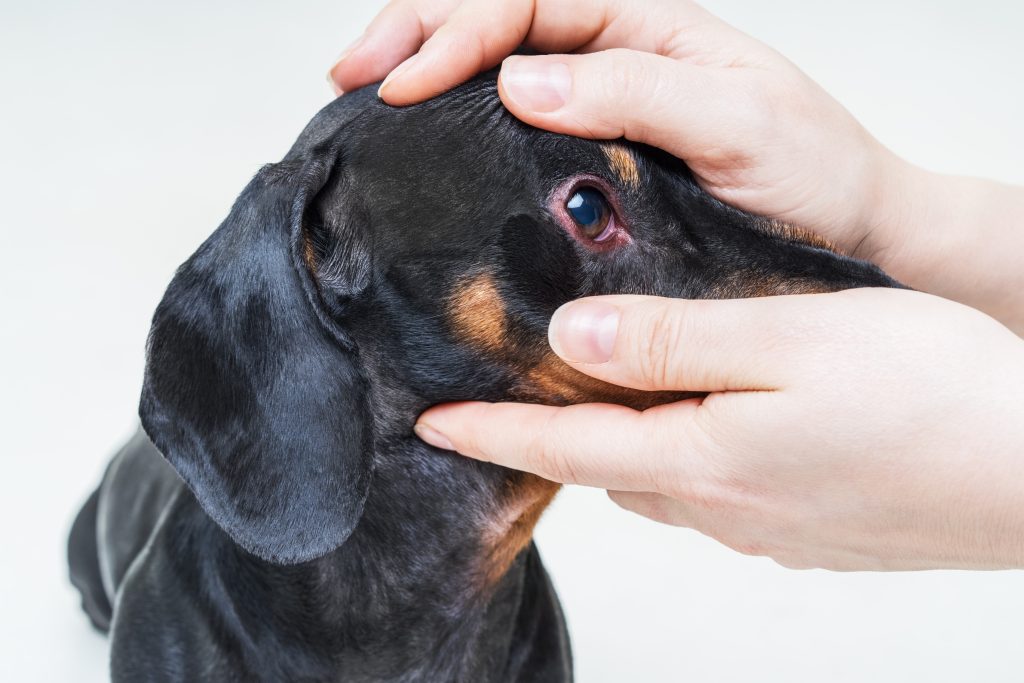 Pet Eye Health