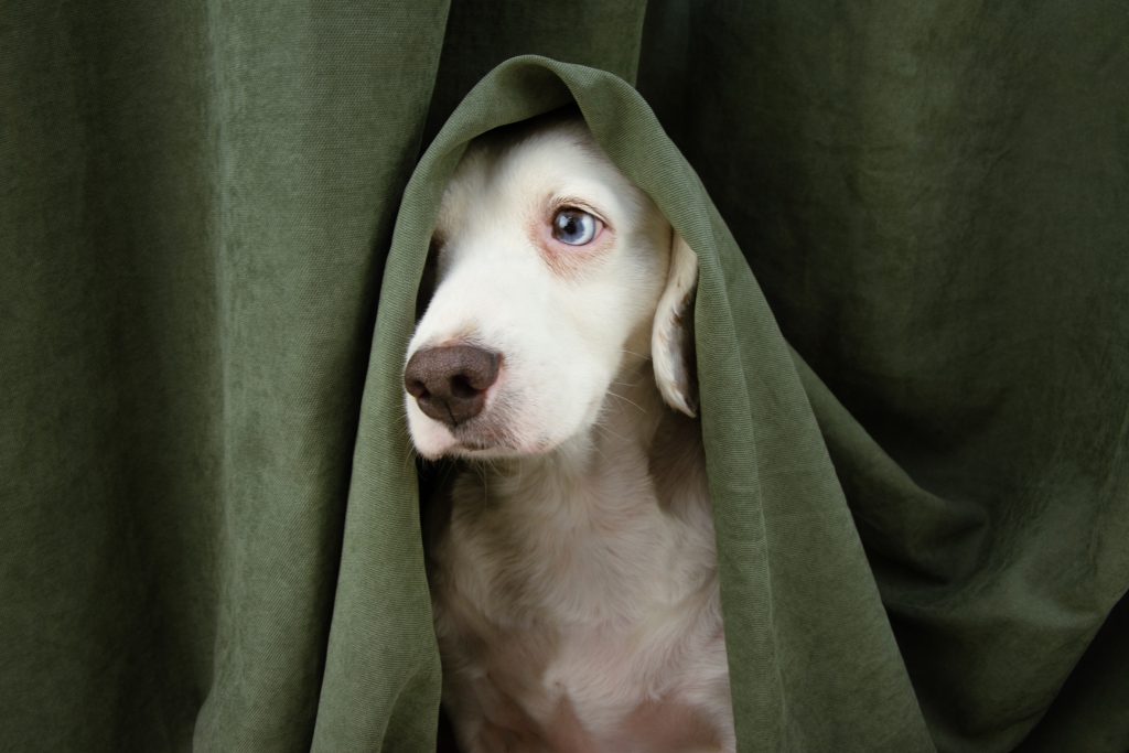 Fireworks Strategies for Anxious Dogs