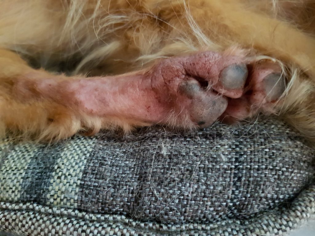 treating allergies in pets in SWVA.