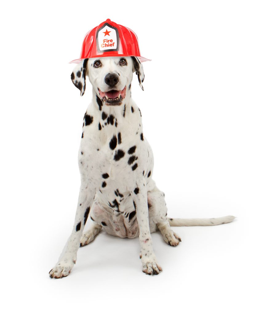 Pet Fire Safety Tips