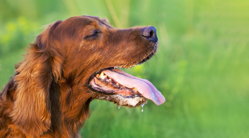 Keep your dog safe in hot weather in SW VA