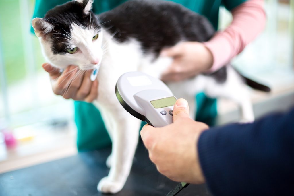 Your microchip questions answered