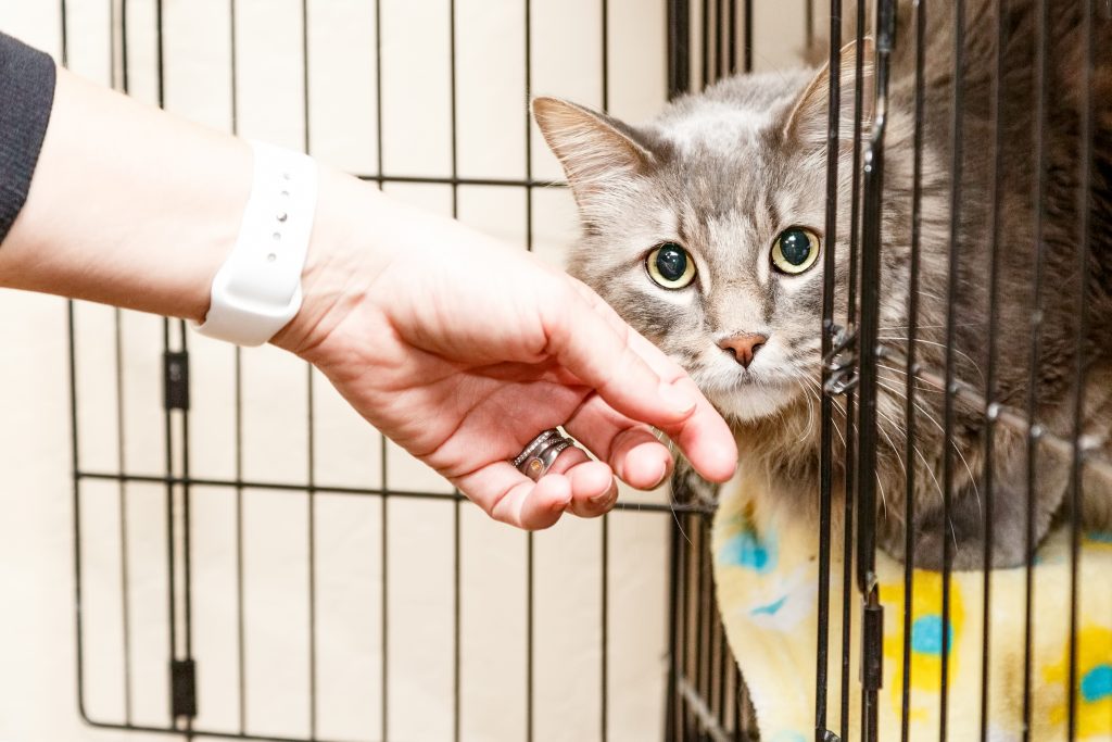 Learn what to do before you adopt a cat