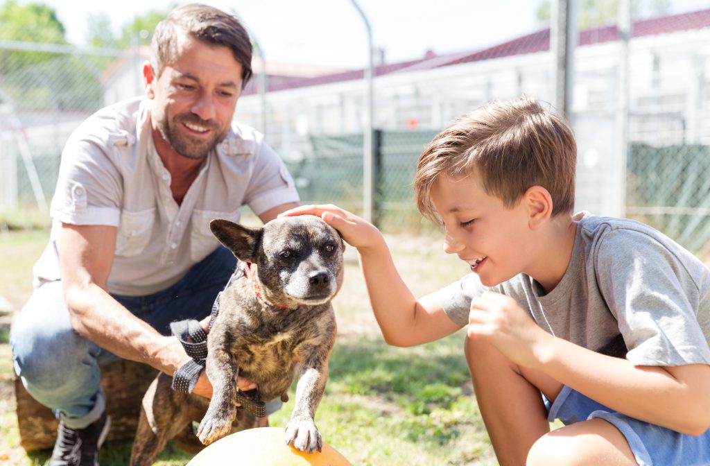 ODV tips for how to adopt a dog in Roanoke