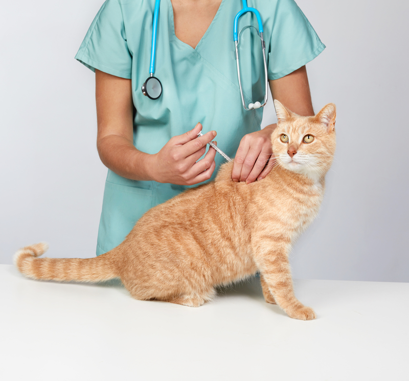 Dog and cat vaccines are an essential element of their health