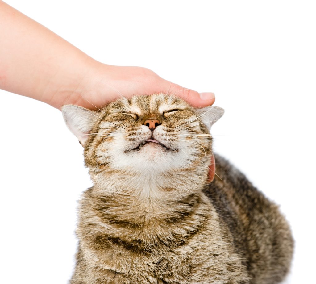 Old Dominion Vet shares ways to have a happy cat