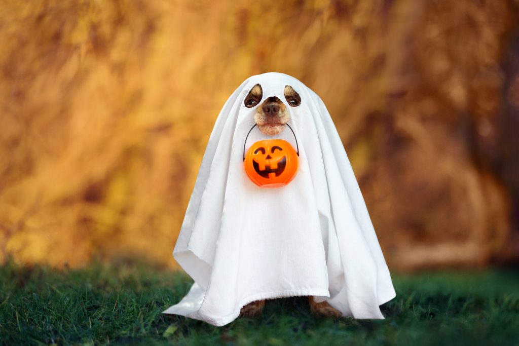 dressing pets