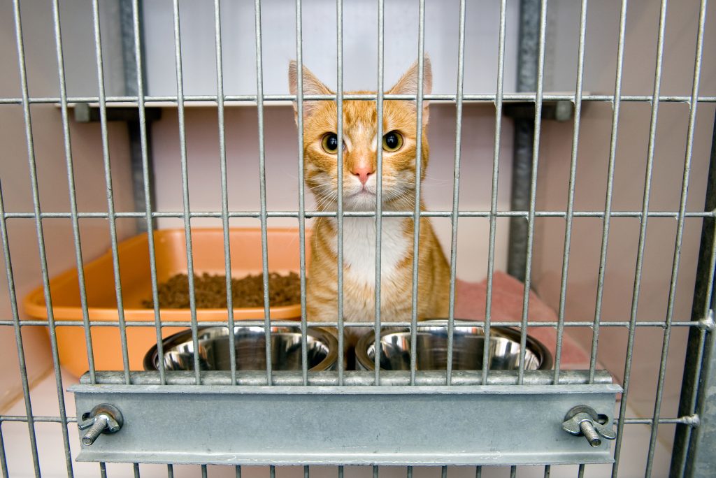 October is adopt a shelter pet month
