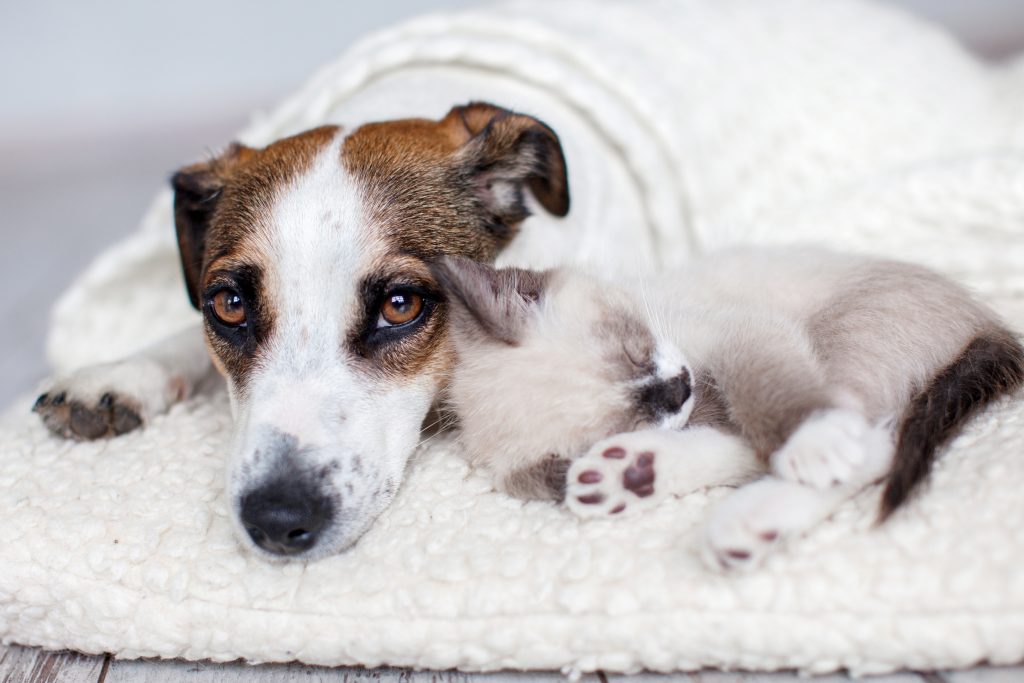 Cold weather can lead to more pet aches and pains