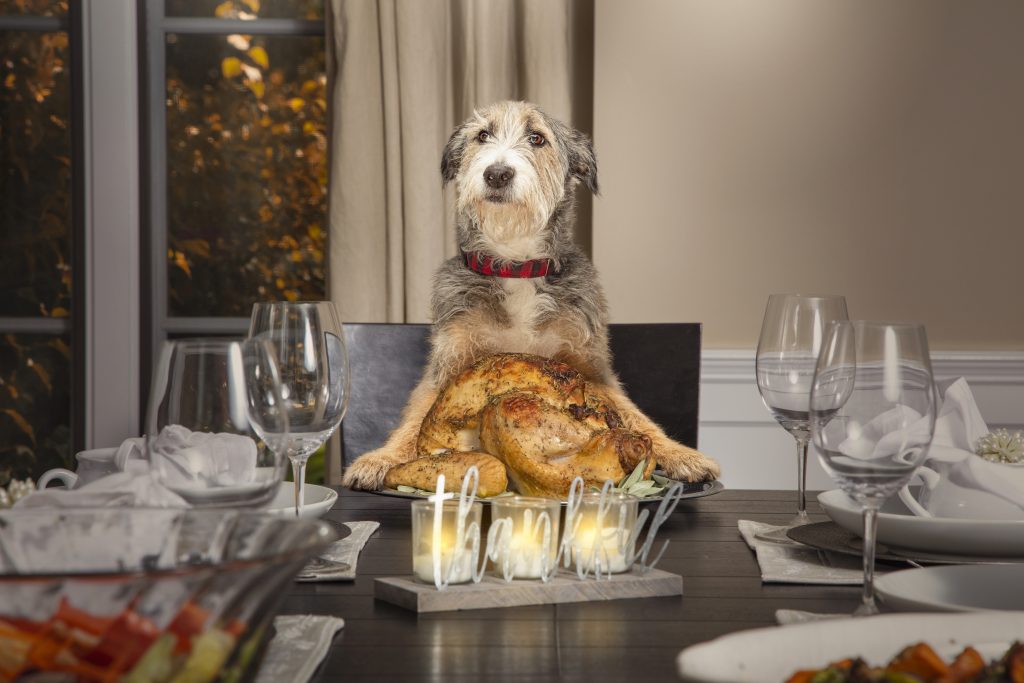 Watch out for dangerous foods for your pet during the holidays!