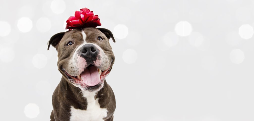 Celebrating Your Dogs this Holiday Season