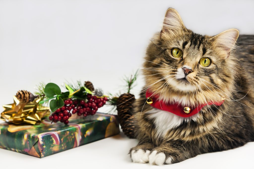 celebrating your cats this holiday season