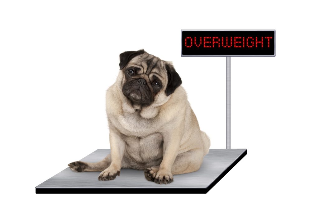 helping your pet lose weight in the new year