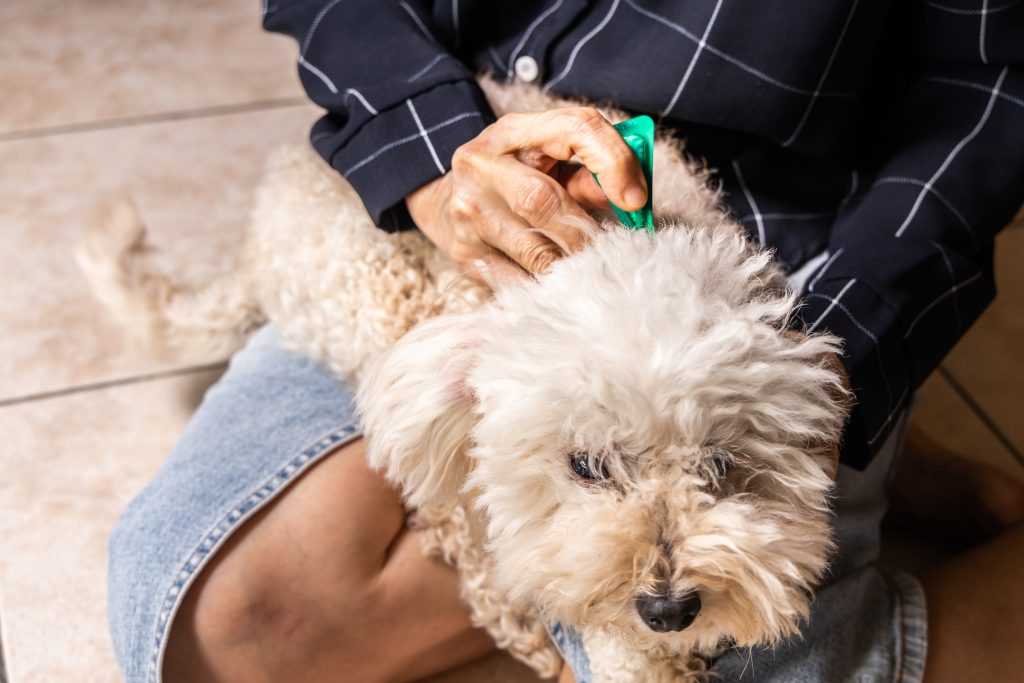 Alt text: flea and tick prevention medicine held by veterinarian  Alt