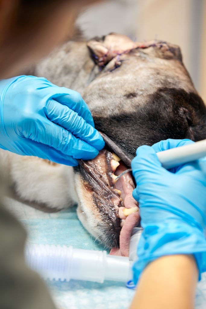 dog on the table receiving veterinary dental surgery