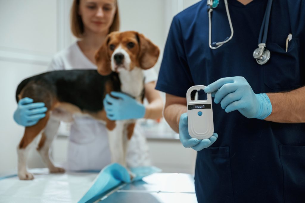 veterinarians microchipping beagle dog in clinic 