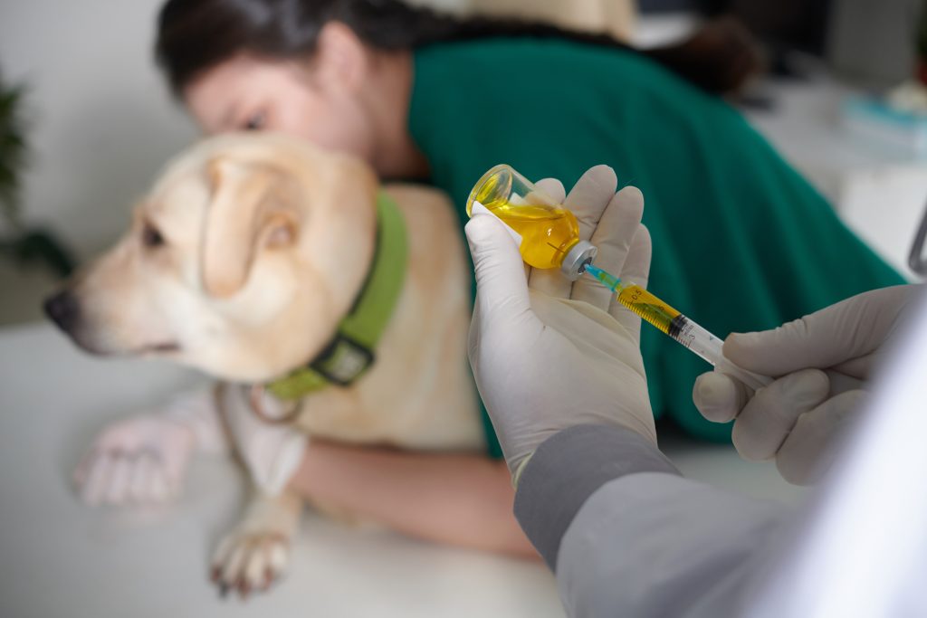 Why you need to vaccinate your pets