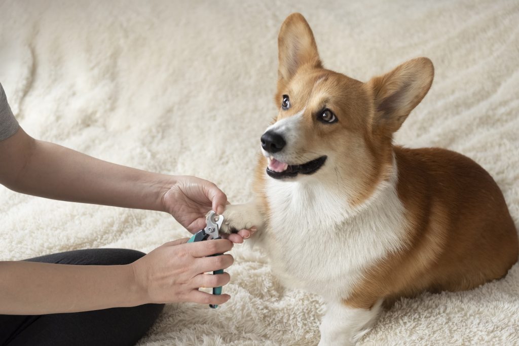 Pet grooming is vital to pet health