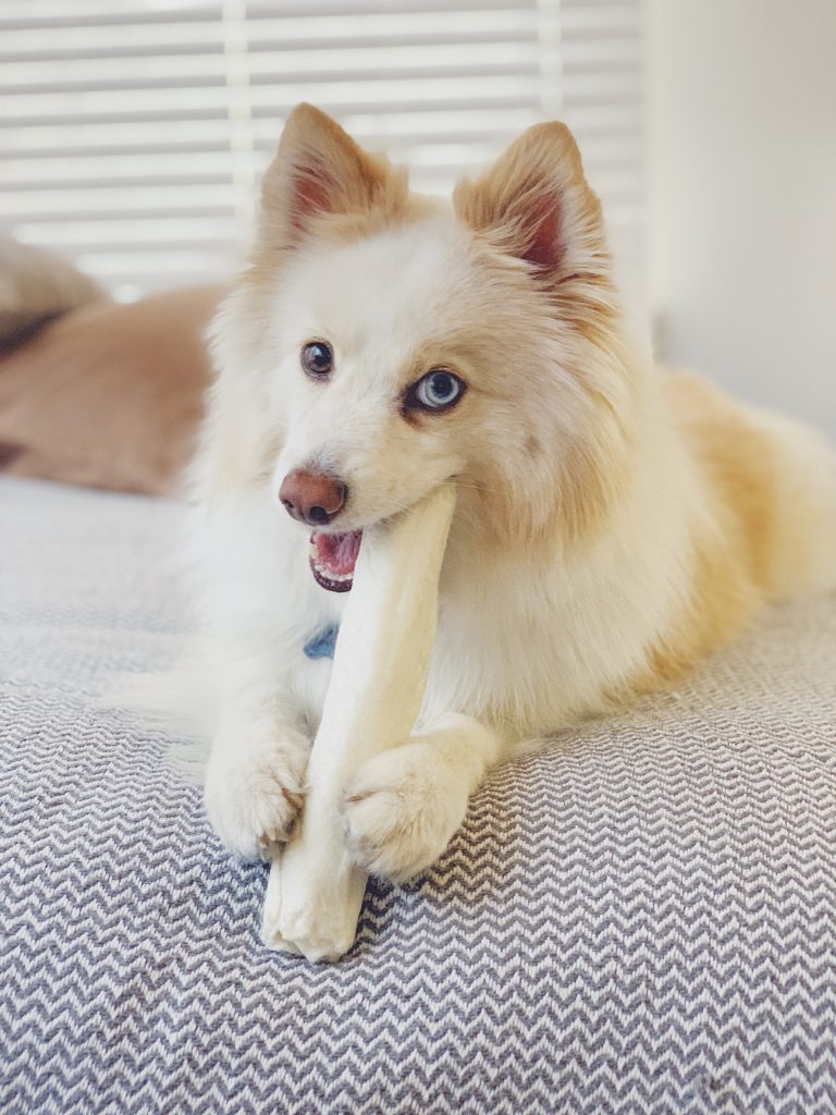 Choosing the safest dog bones