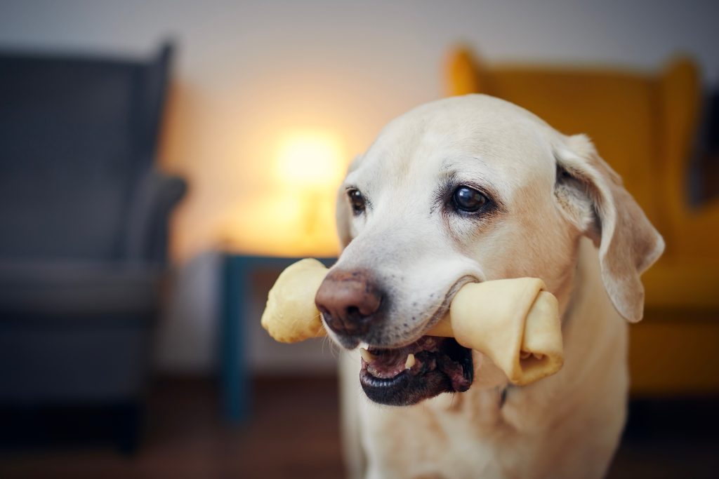 choosing the safest dog bones