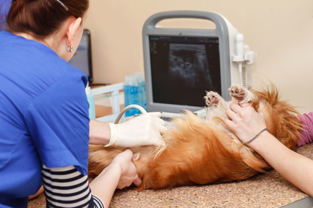 veterinary professionals performing scan on pregnant dog for potential caesarean section