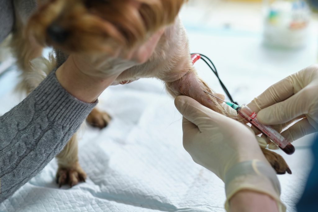 blood test for heartworm performed on a dog