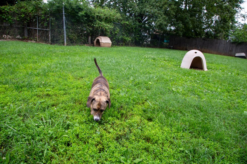 Flea and tick prevention