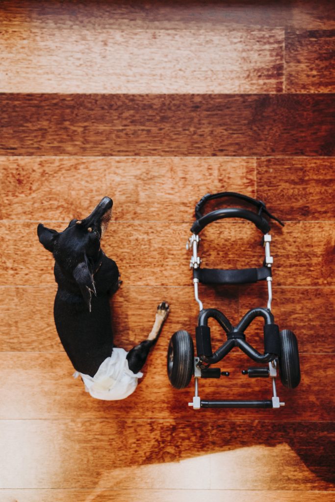 dog post-amputation lying next to a wheelchair