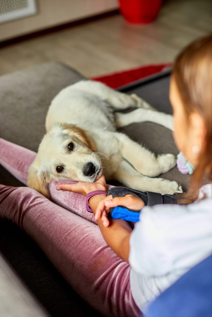 dog lying down in owner’s lap after laser treatment