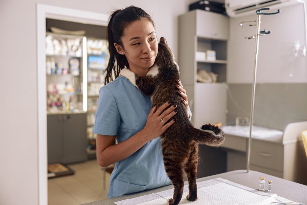 getting the best feline exam at the vet