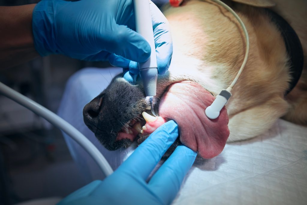 performing veterinary dental care and cleaning