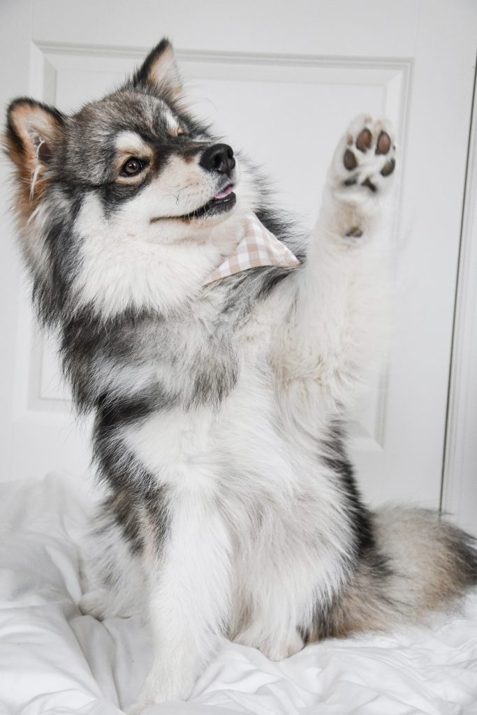 Pup raising paw after professional dog nail trimming