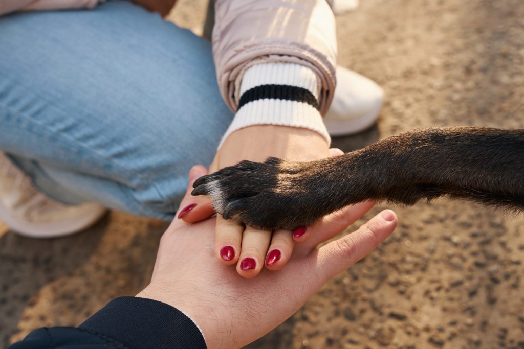 Pup included in a hand pyramid after professional dog nail trimming
