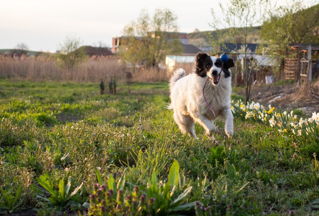 Spaying and Neutering in Roanoke