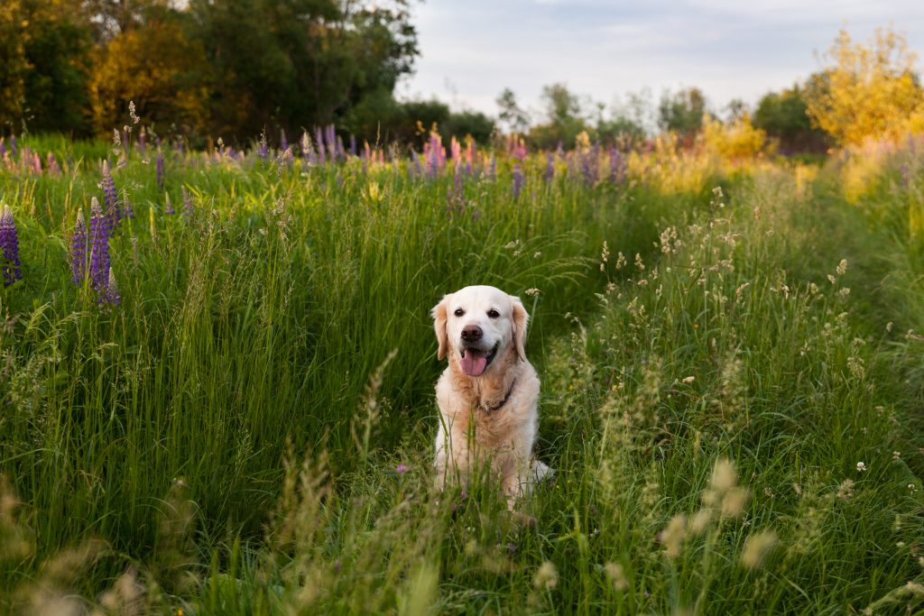 Spring Pet Allergies Itchy Dogs and Cats in Roanoke