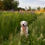 Springtime Pet Allergies: What Pet Owners Need to Know
