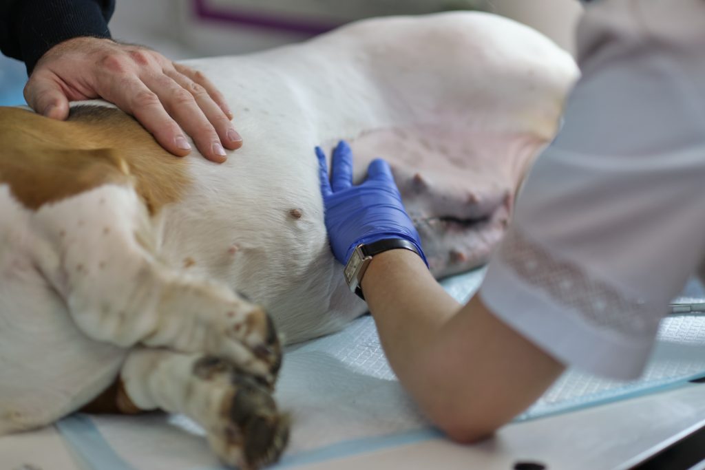 veterinarian wrapping up spaying and neutering a pet dog