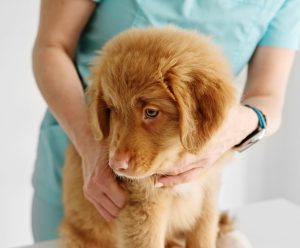 puppy being pet at the vet to encourage a stress-free visit