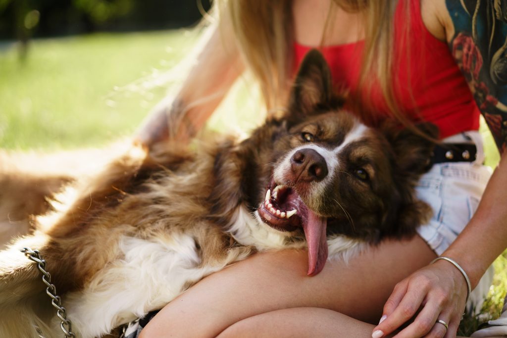 Learn about pet heat safety