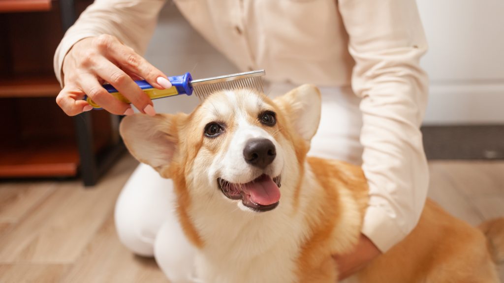 a corgi dog getting flea combed by its owner