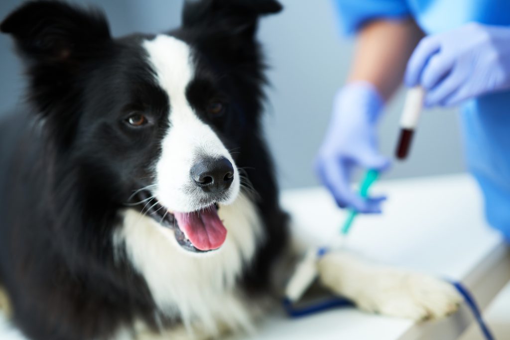 dog having blood work done for heartworm test