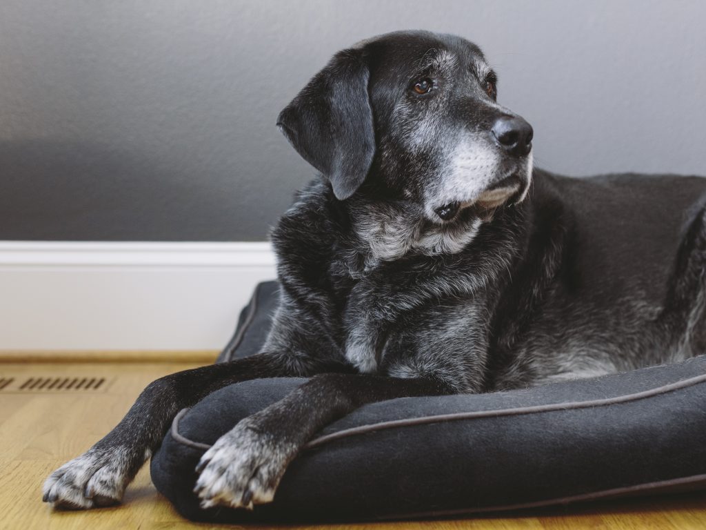 black dog sitting up in a dog bed
enior pet care Roanoke Valley VA