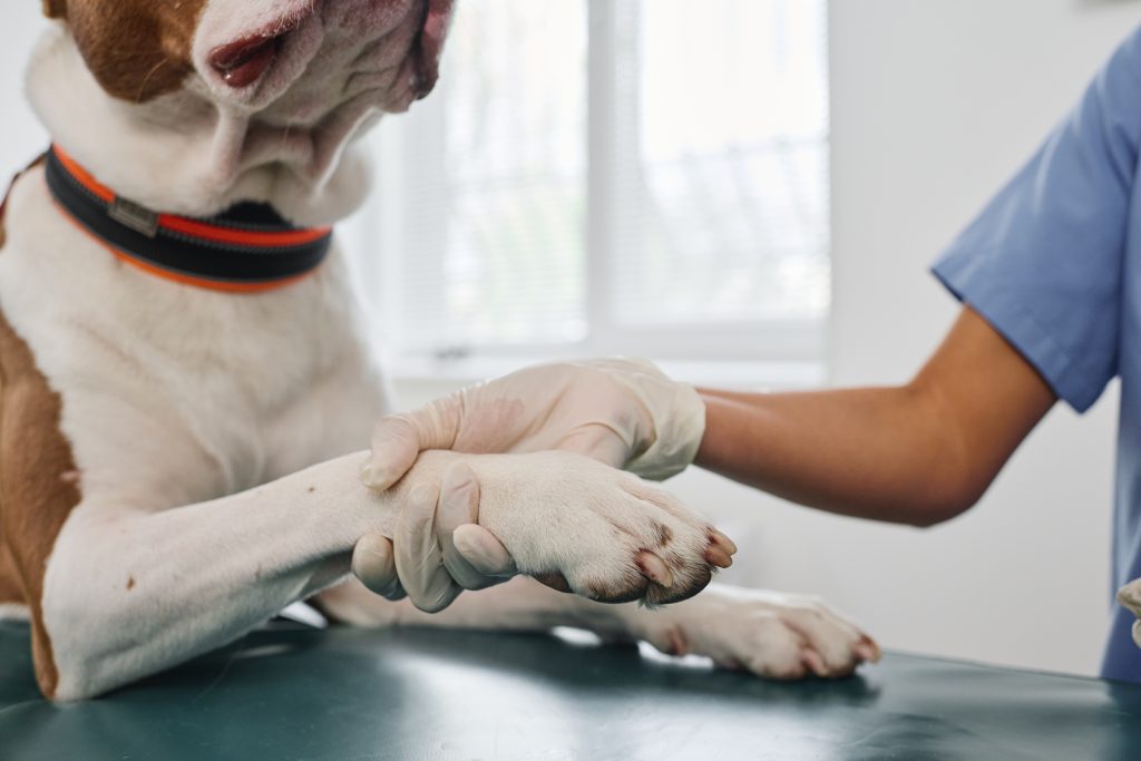 female veterinarian examining a dog’s joints on a table