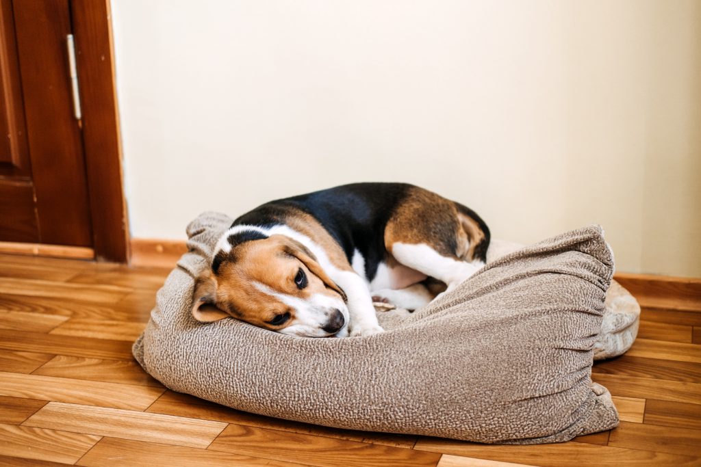 a dog experiencing separation anxiety while lying on comfy pillows