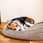 How To Prepare Your Pet For Back-To-School Quiet